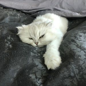 Meet your Posher, Yas